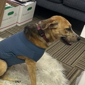 CT Rose, an adopted mixed breed in Stormville, NY image 3/6