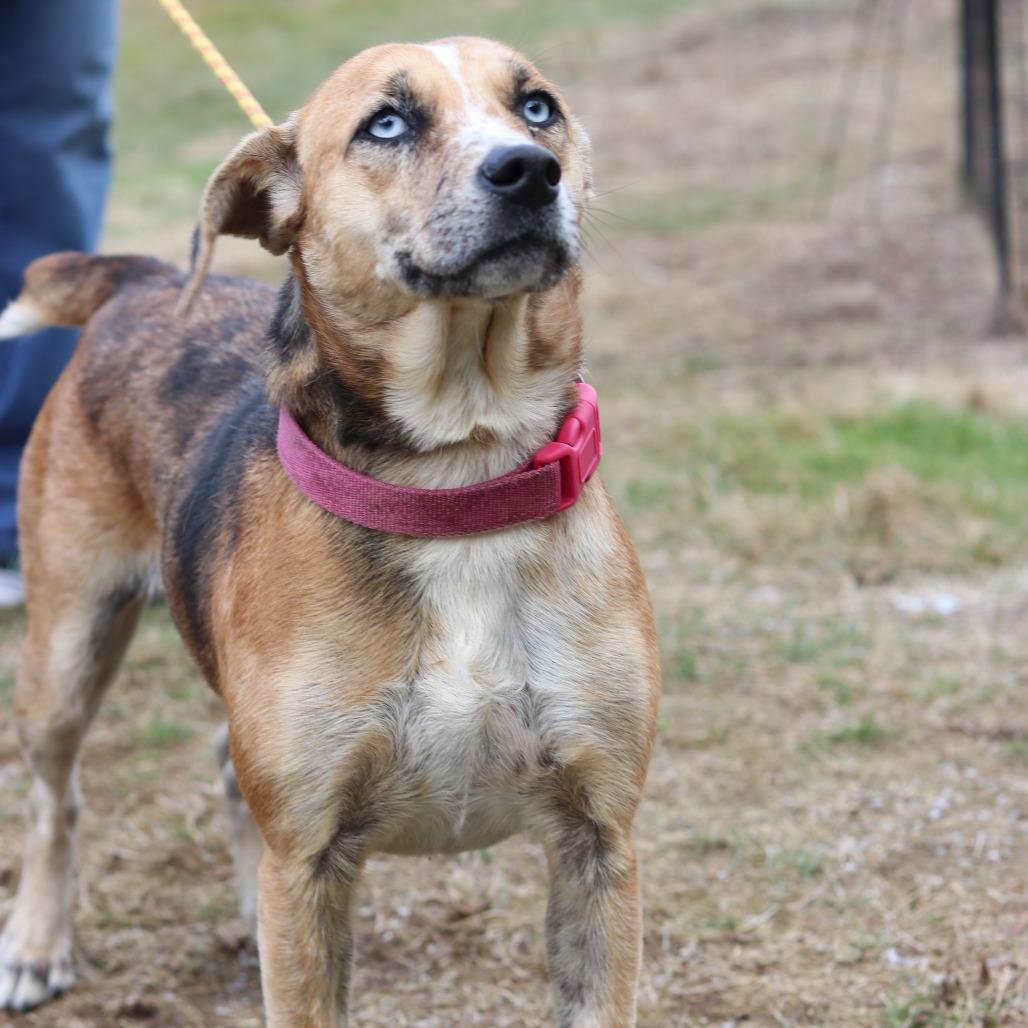 CT Rose, an adopted mixed breed in Stormville, NY image 4/6