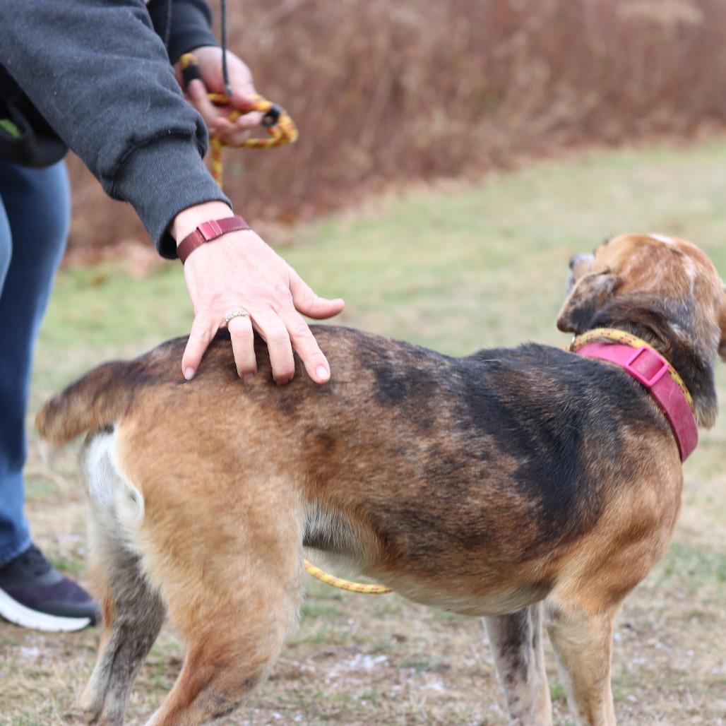 CT Rose, an adopted mixed breed in Stormville, NY image 6/6