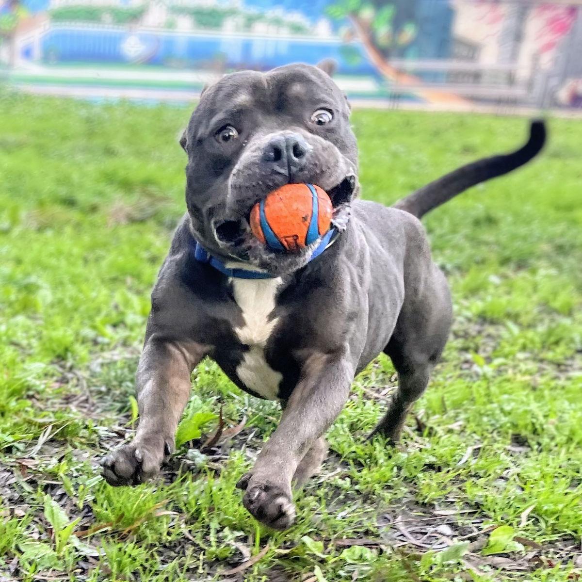 Rugby, a Adopted Mixed Breed in Oakland, CA image 1/3