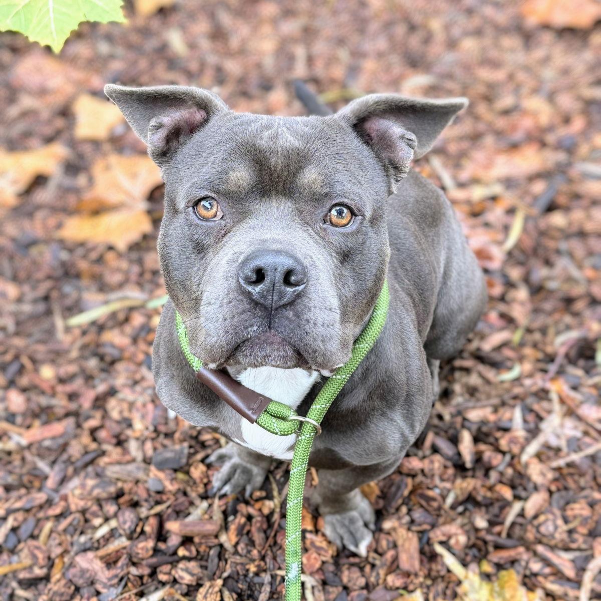 Rugby, a Adopted Mixed Breed in Oakland, CA image 2/3