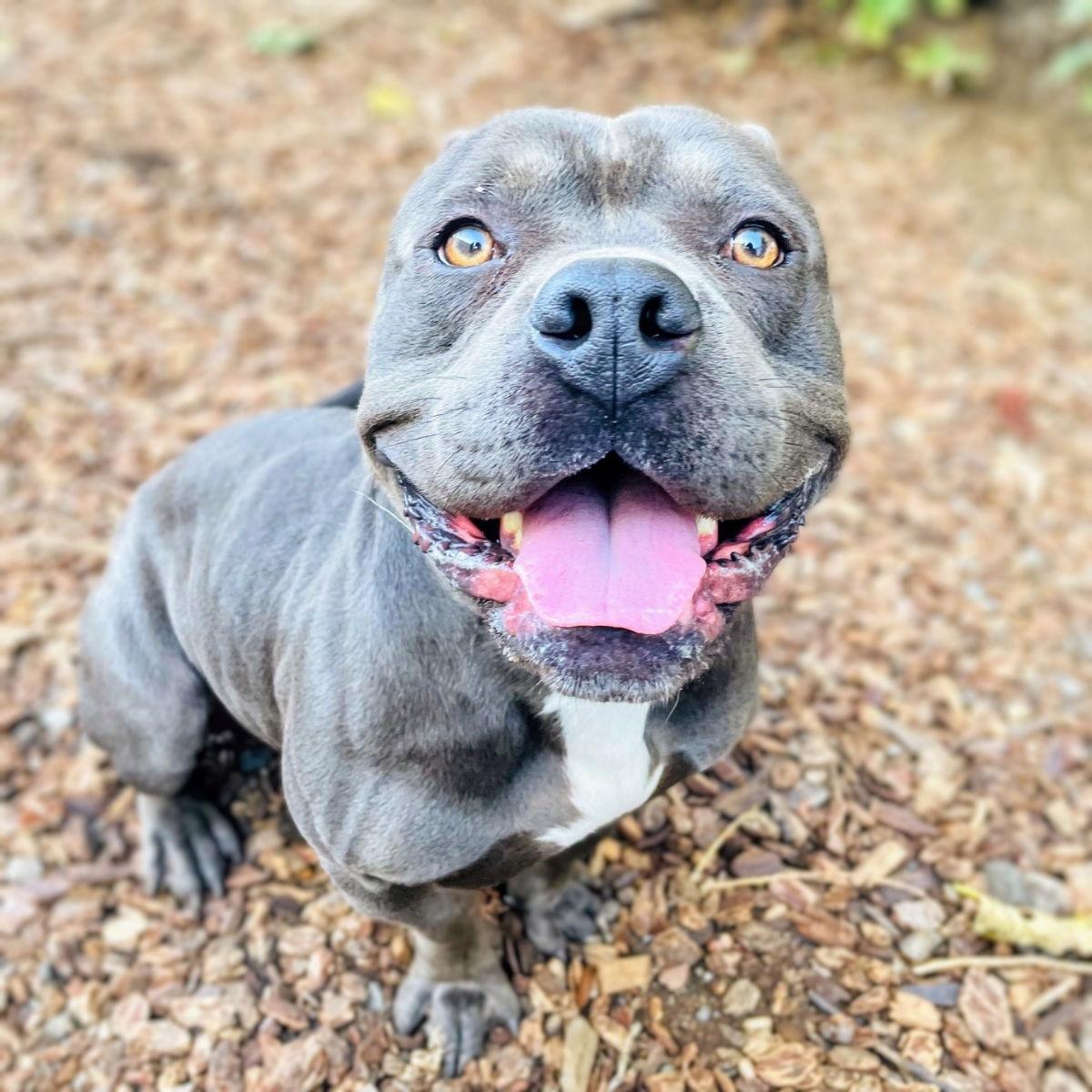 Rugby, a Adopted Mixed Breed in Oakland, CA image 3/3