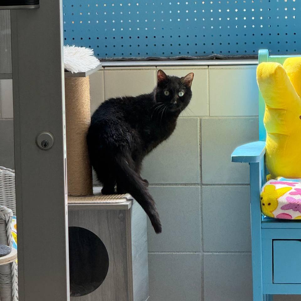 Enlarge Zeus, a Adoptable Domestic Short Hair in Westhampton, NY image 4/6