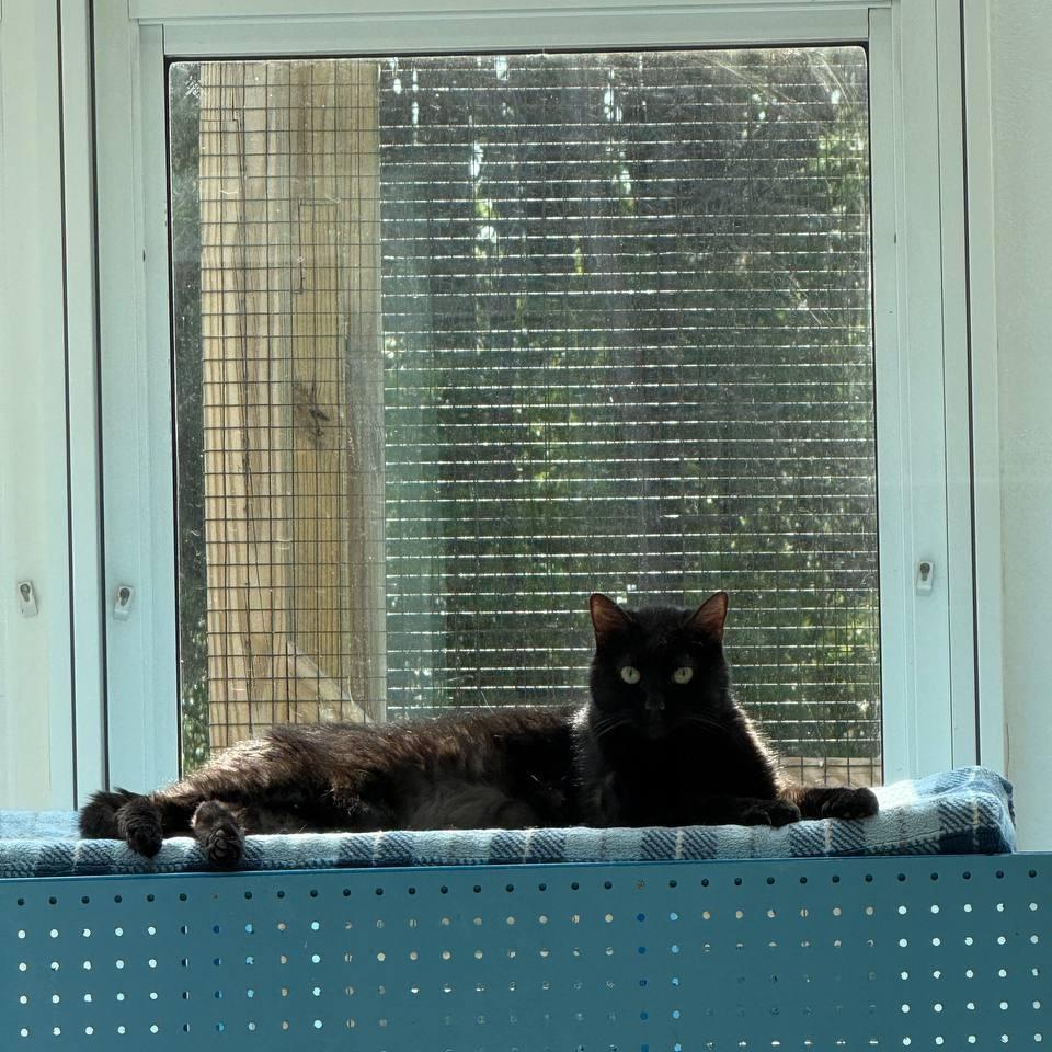 Enlarge Zeus, a Adoptable Domestic Short Hair in Westhampton, NY image 6/6