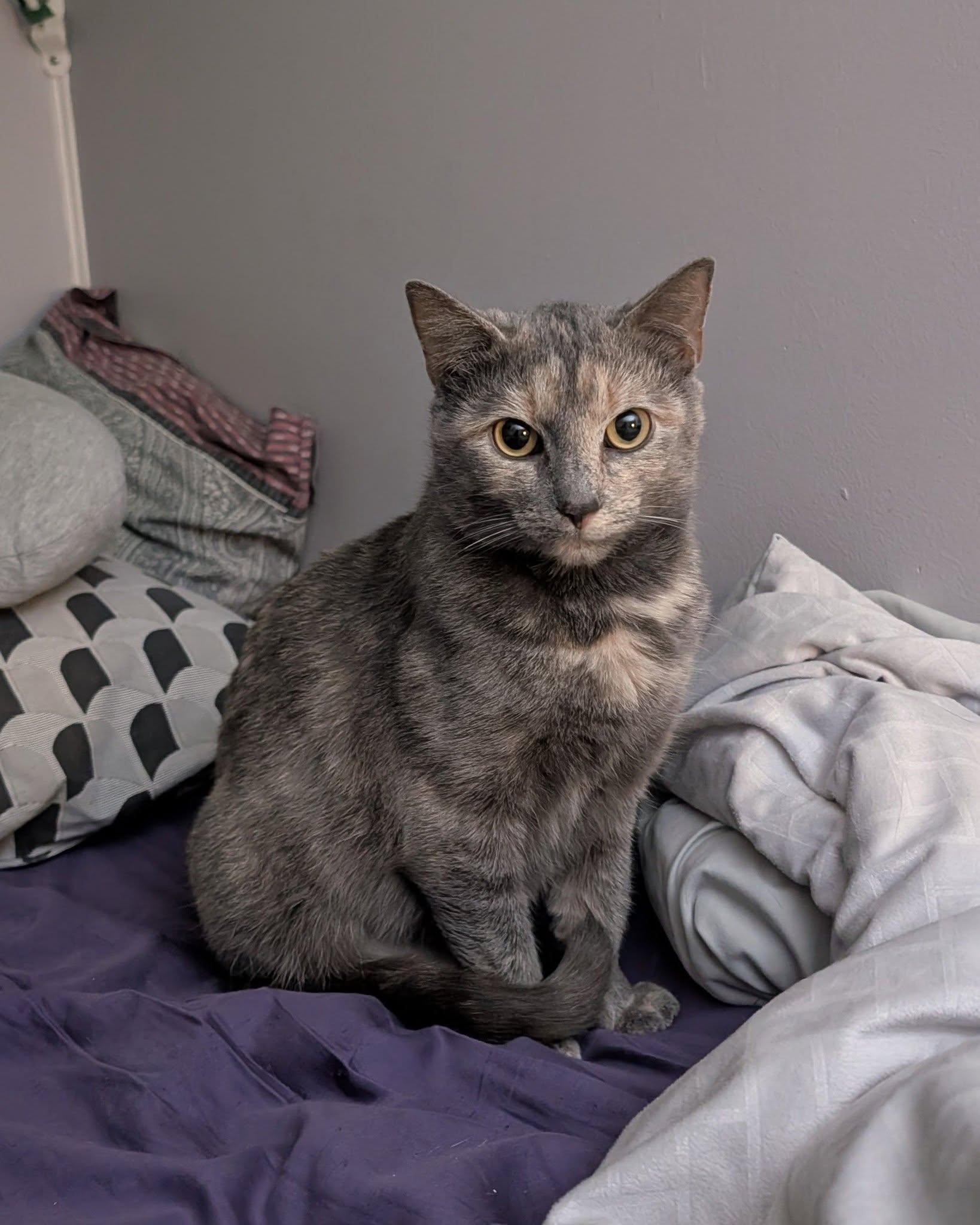 Enlarge Cecropia, a Adoptable American Shorthair in Morgantown, WV image 3/6