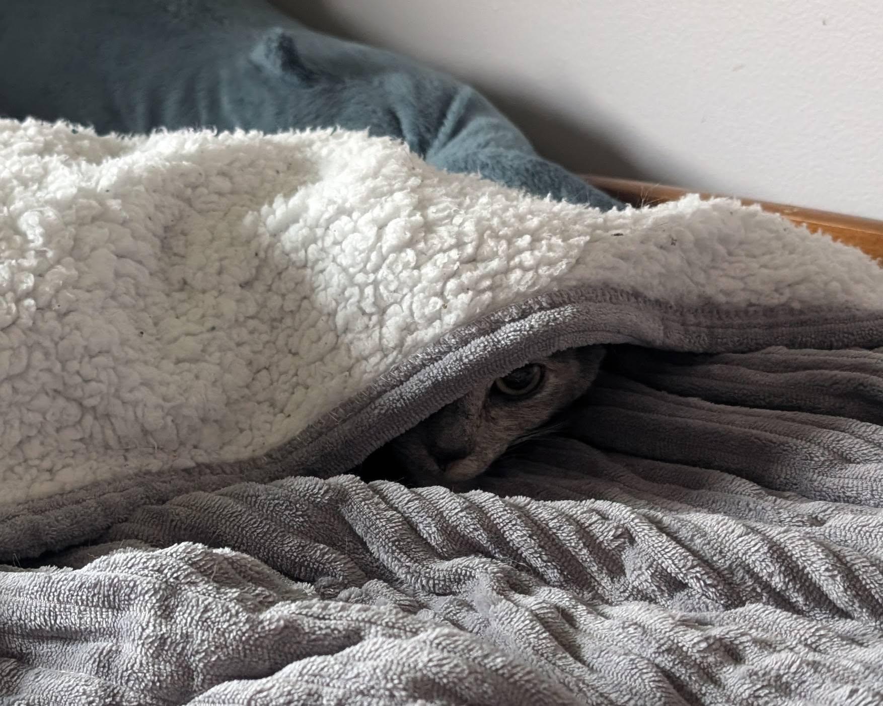 Enlarge Cecropia, a Adoptable American Shorthair in Morgantown, WV image 5/6