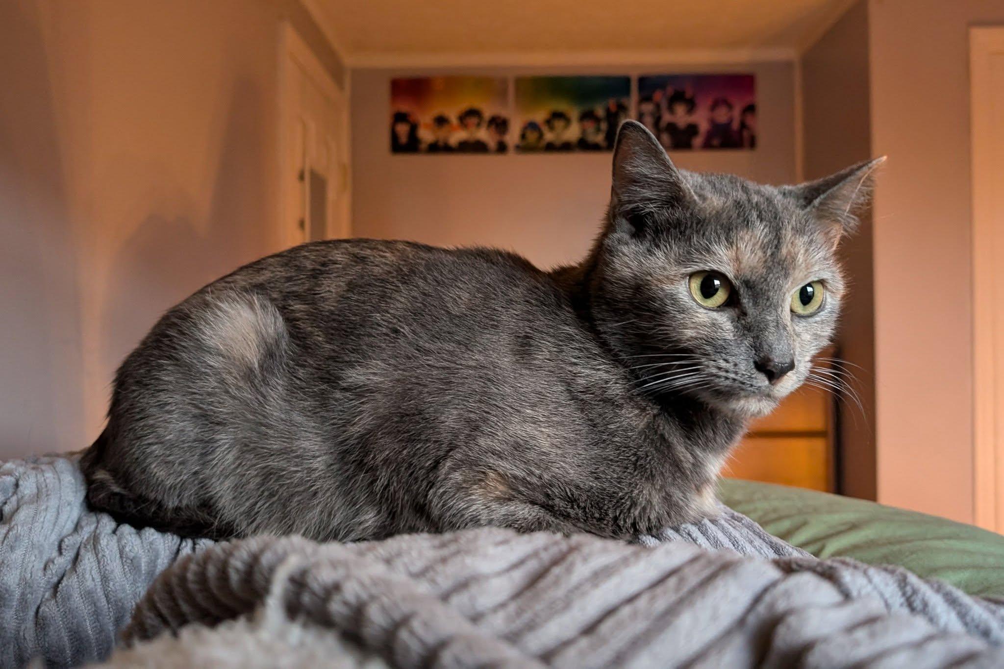 Cecropia, Adult Female American Shorthair