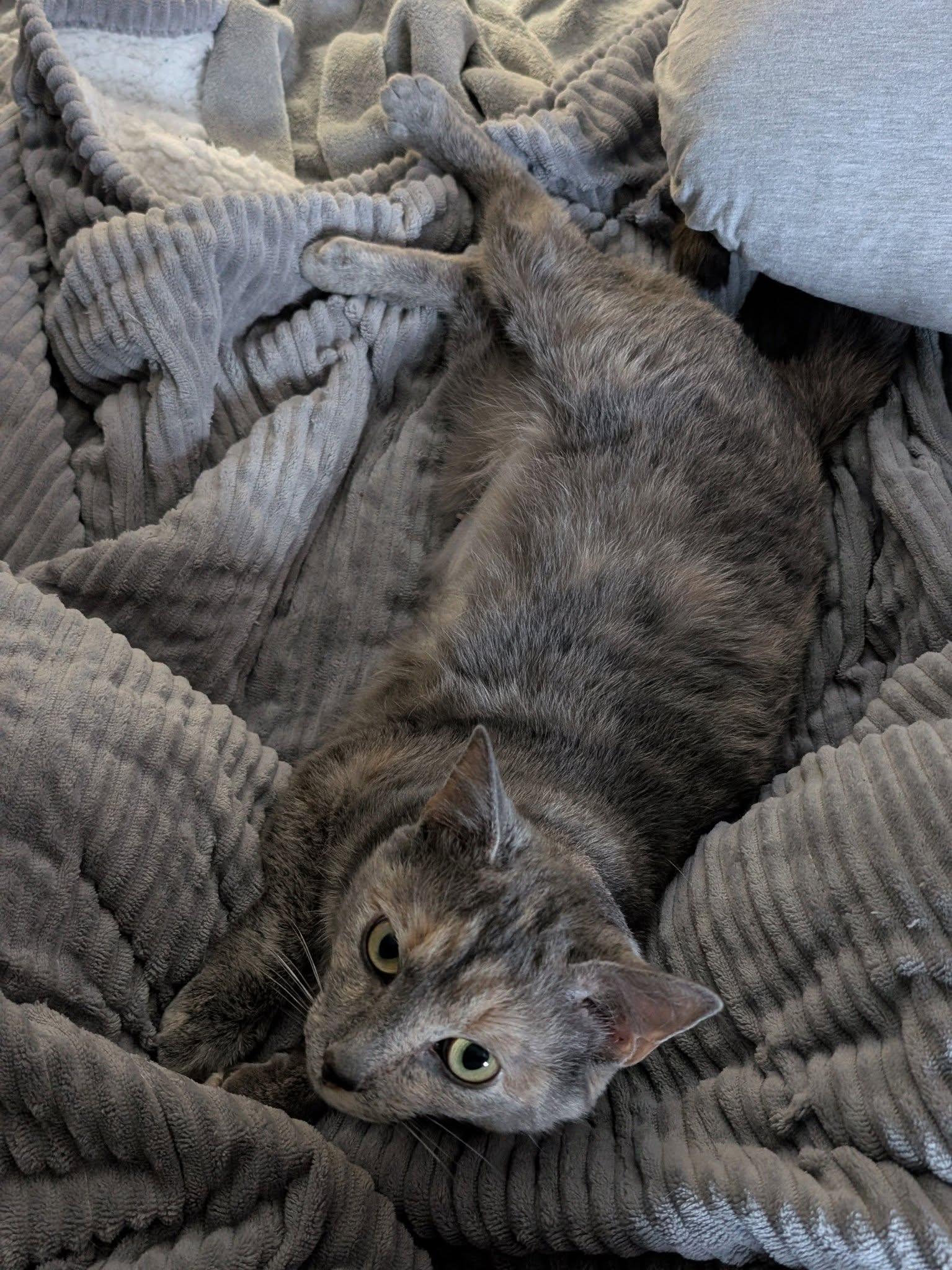 Enlarge Cecropia, a Adoptable American Shorthair in Morgantown, WV image 6/6