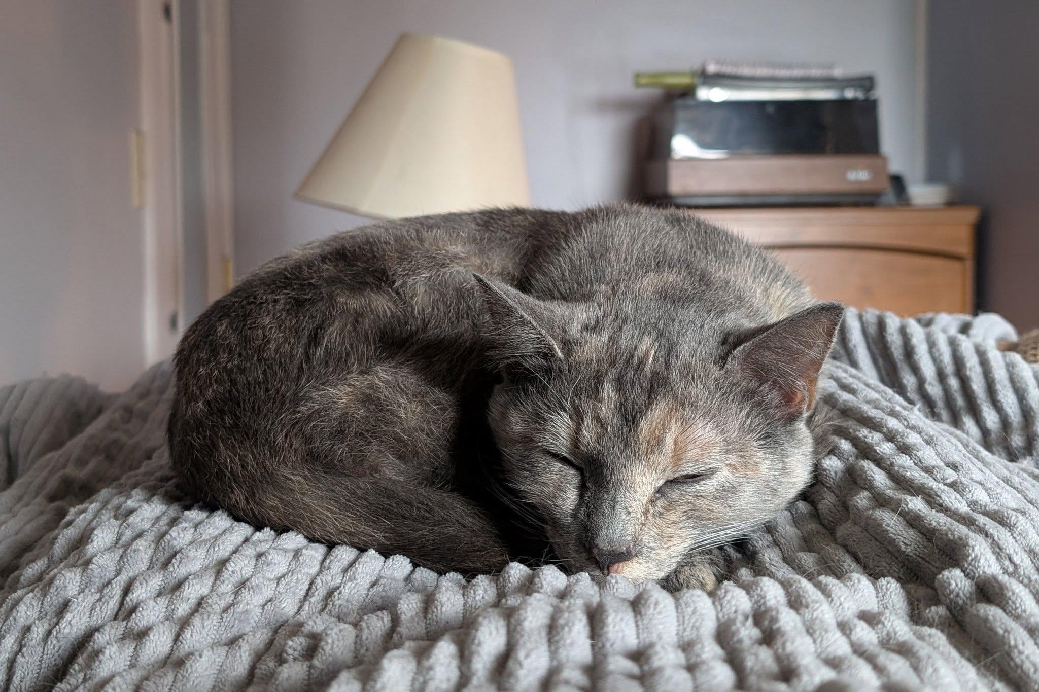 Enlarge Cecropia, a Adoptable American Shorthair in Morgantown, WV image 1/6