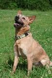 Roscoe, Adoptable, Young Male Mixed Breed.