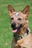 Roscoe, a Adoptable mixed breed in Columbia, TN image 2/5
