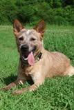 Roscoe, a Adoptable mixed breed in Columbia, TN image 3/5
