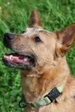 Roscoe, a Adoptable mixed breed in Columbia, TN image 4/5