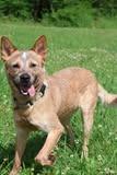 Roscoe, a Adoptable mixed breed in Columbia, TN image 5/5