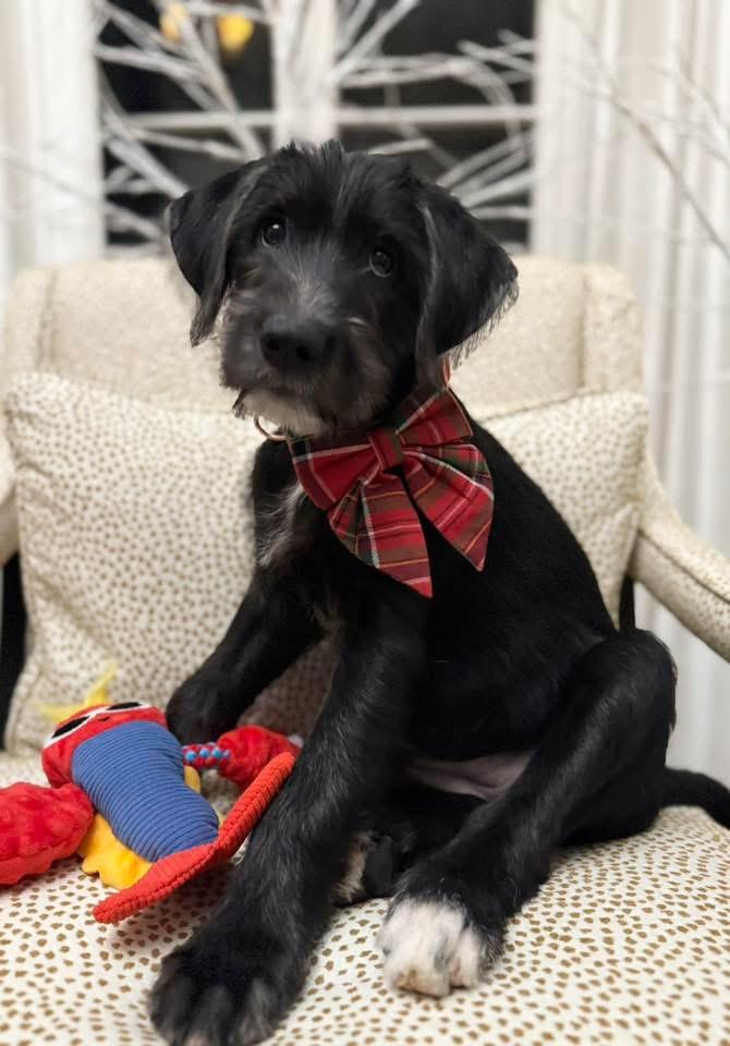 Enlarge Joy, a Adoptable mixed breed in Walker, LA image 1/4