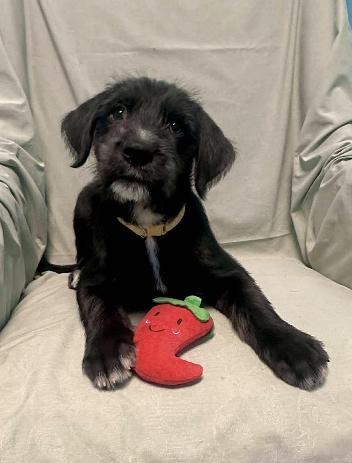 Enlarge Joy, a Adoptable mixed breed in Walker, LA image 2/4