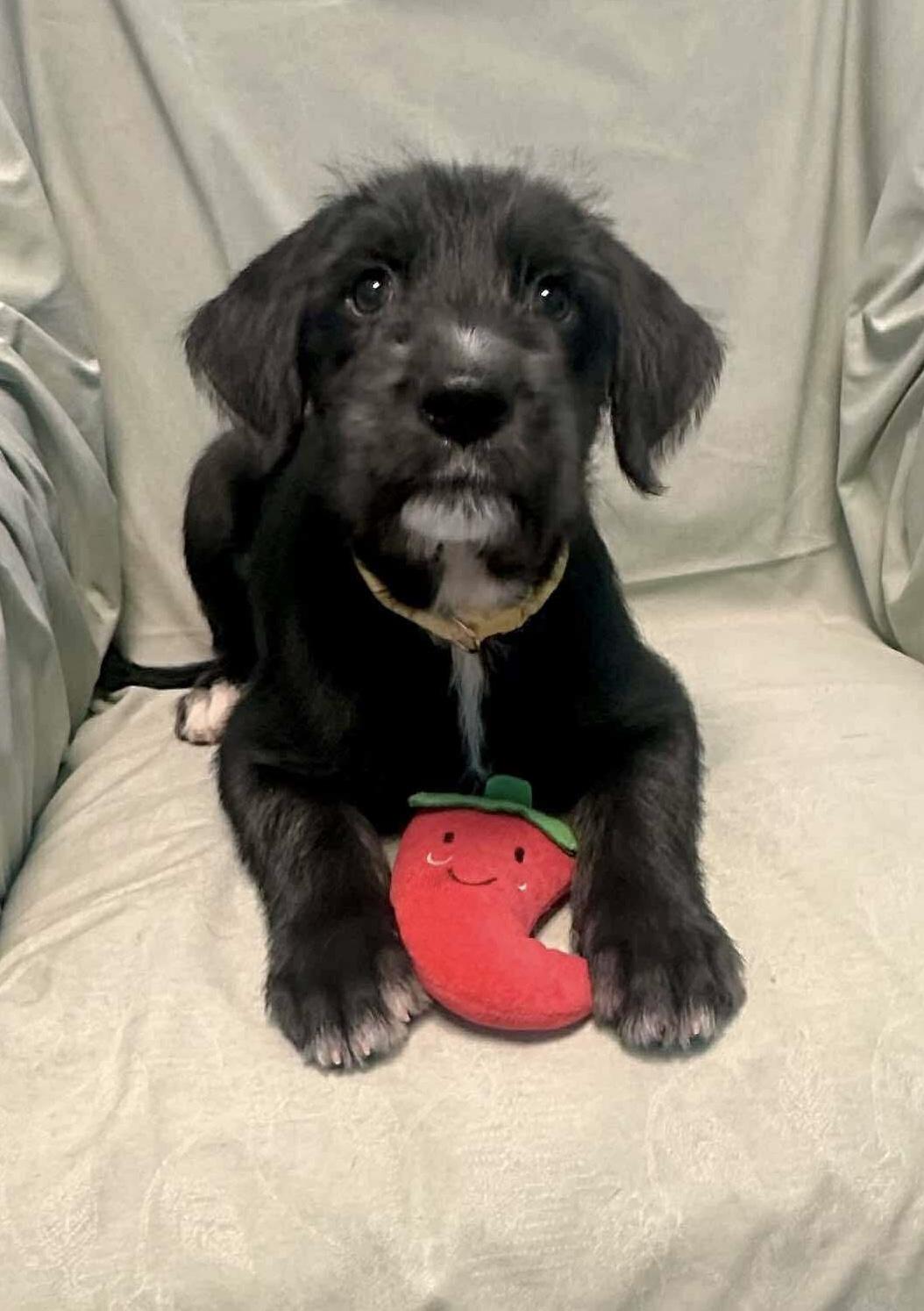 Enlarge Joy, a Adoptable mixed breed in Walker, LA image 3/4