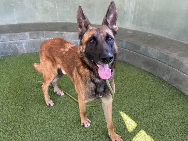 Enlarge TOMMY, a Adoptable mixed breed in Van Nuys, CA image 1/1