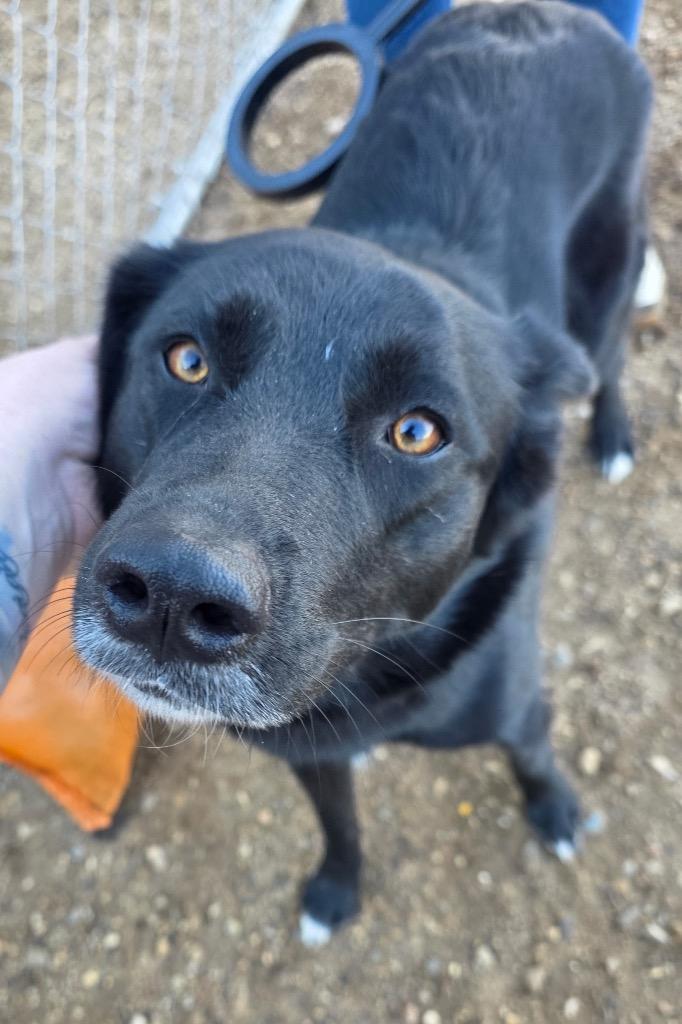 Enlarge Zoey 26-26830 (1), a Adoptable Mixed Breed in Minot, ND image 2/3