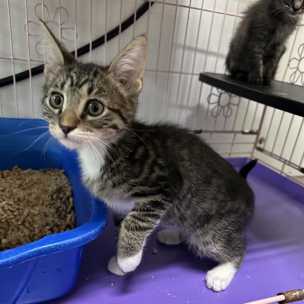 Garry, Adoptable, Kitten Male Domestic Short Hair.
