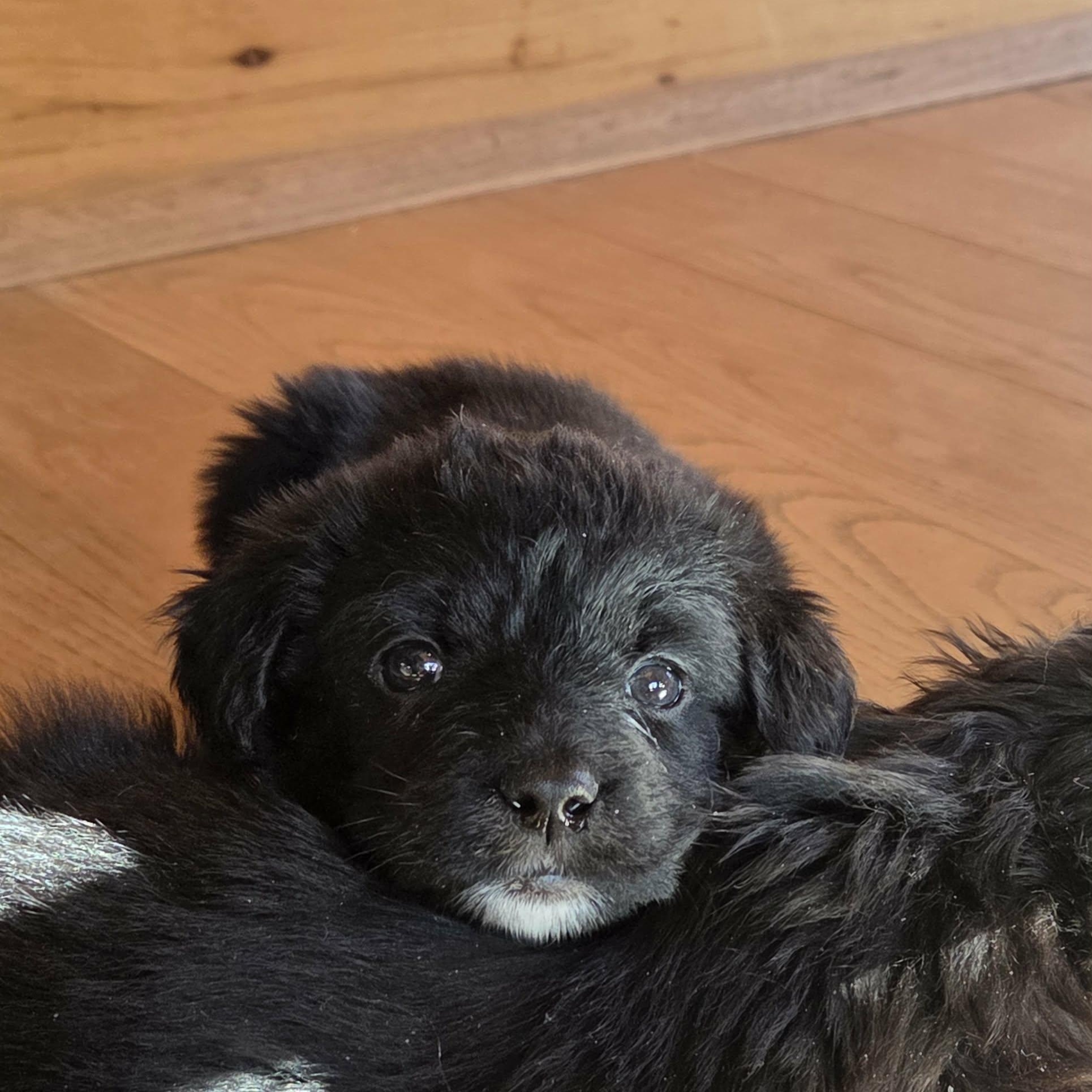 Enlarge Sloane, a ADOPTABLE Mixed Breed in Lancaster, KY image 2/3