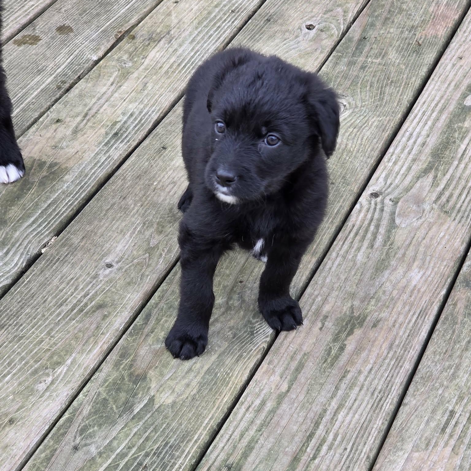 Enlarge Sloane, a ADOPTABLE Mixed Breed in Lancaster, KY image 3/3