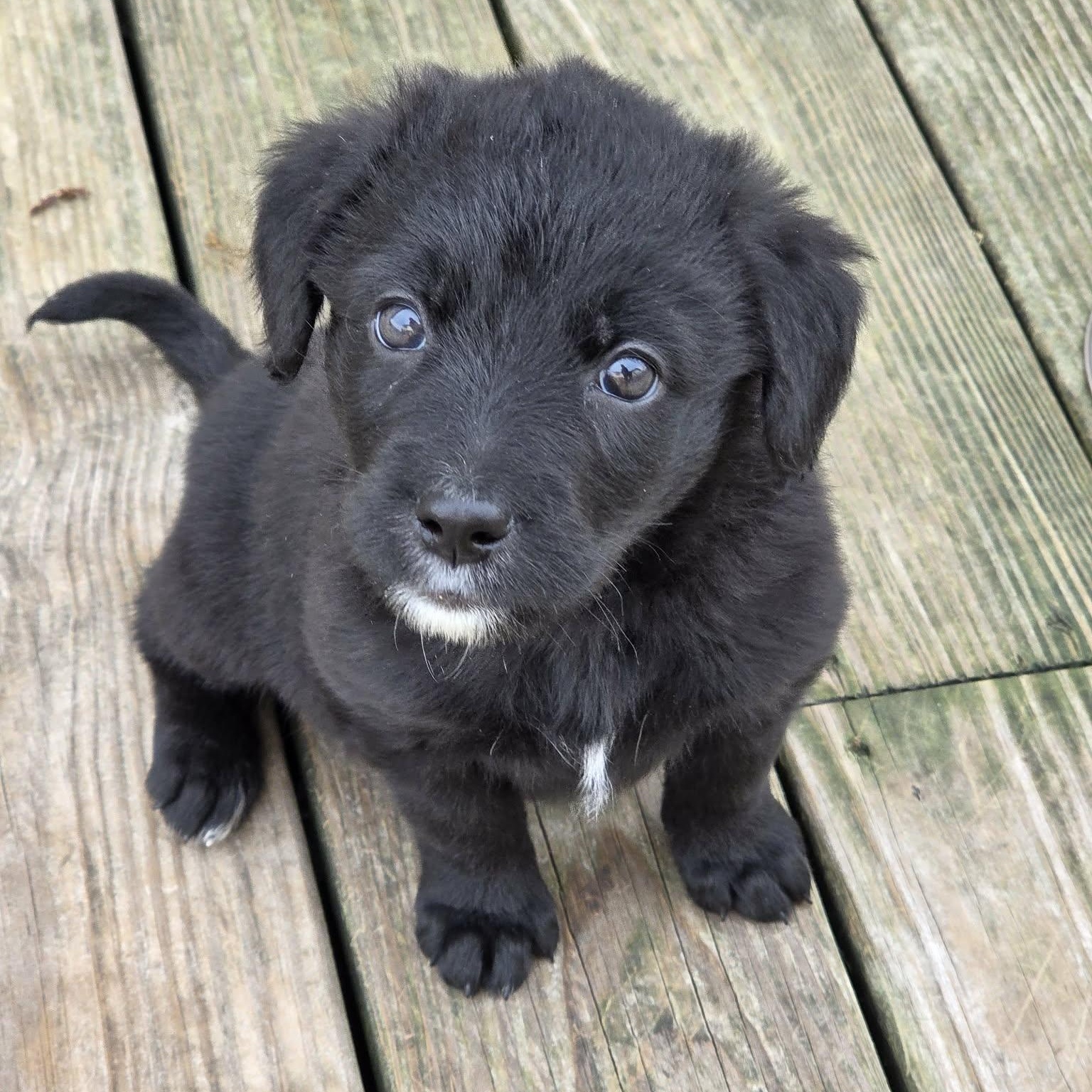 Sloane, ADOPTABLE, Puppy Female Mixed Breed.