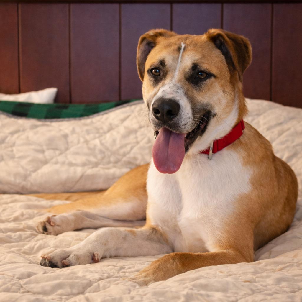 Colby, Adoptable, Young Male Mixed Breed.