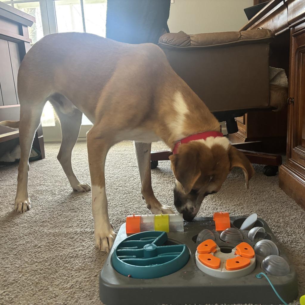 Enlarge Colby, a Adoptable mixed breed in Columbia, IL image 2/6