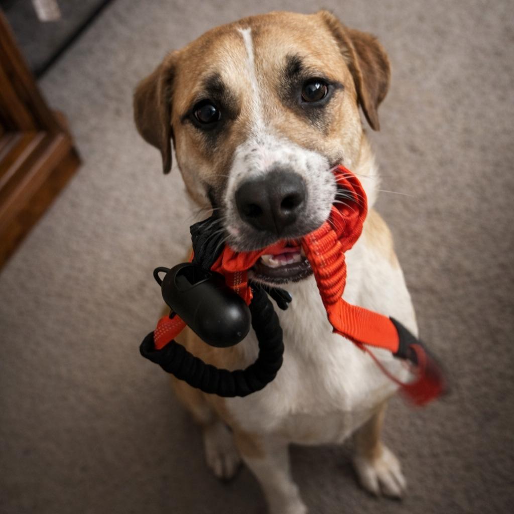 Enlarge Colby, a Adoptable mixed breed in Columbia, IL image 2/5