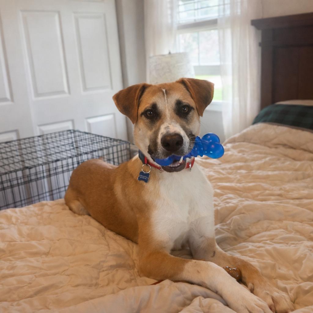 Enlarge Colby, a Adoptable mixed breed in Columbia, IL image 3/5