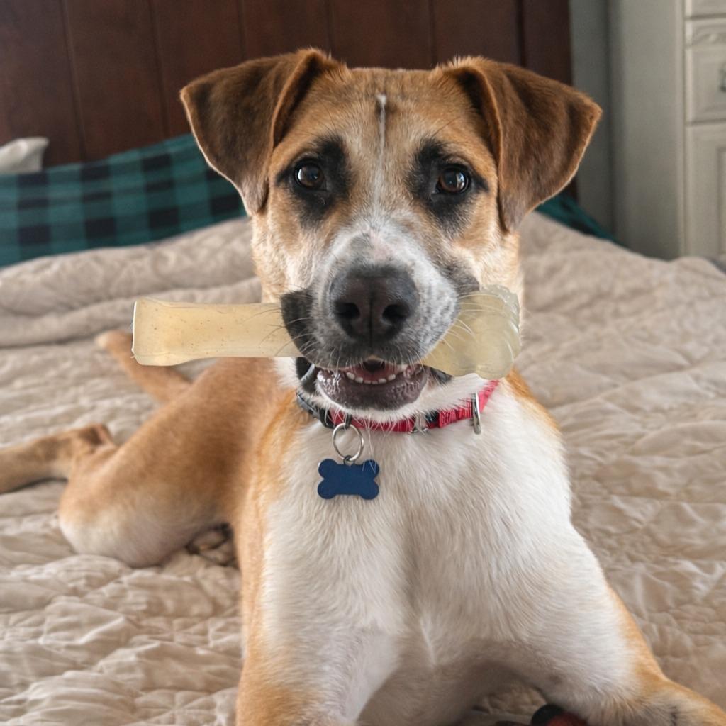 Enlarge Colby, a Adoptable mixed breed in Columbia, IL image 5/5