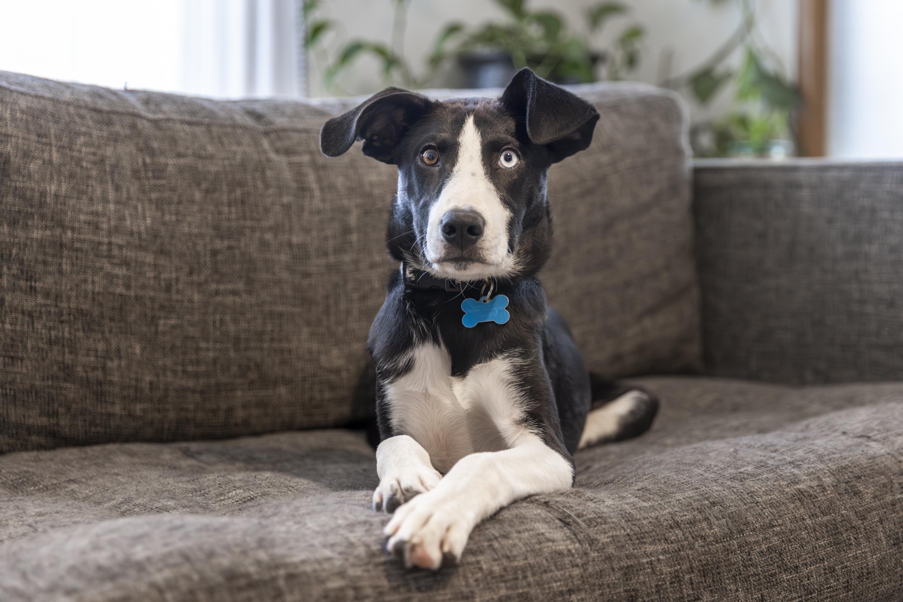 Enlarge Aspen, a ADOPTABLE mixed breed in Minneapolis, MN image 3/6