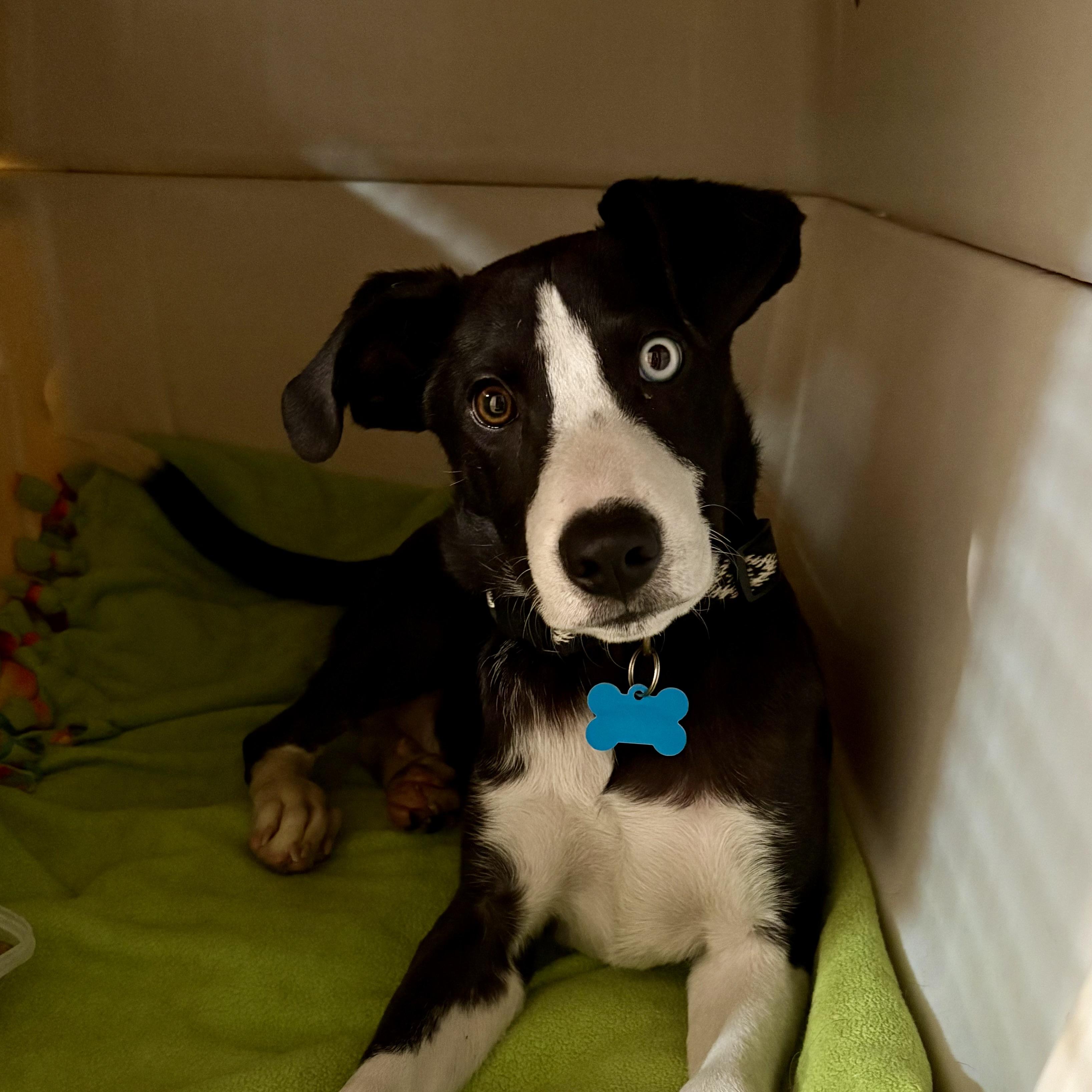 Aspen, ADOPTABLE, Puppy Male Border Collie & Shepherd.