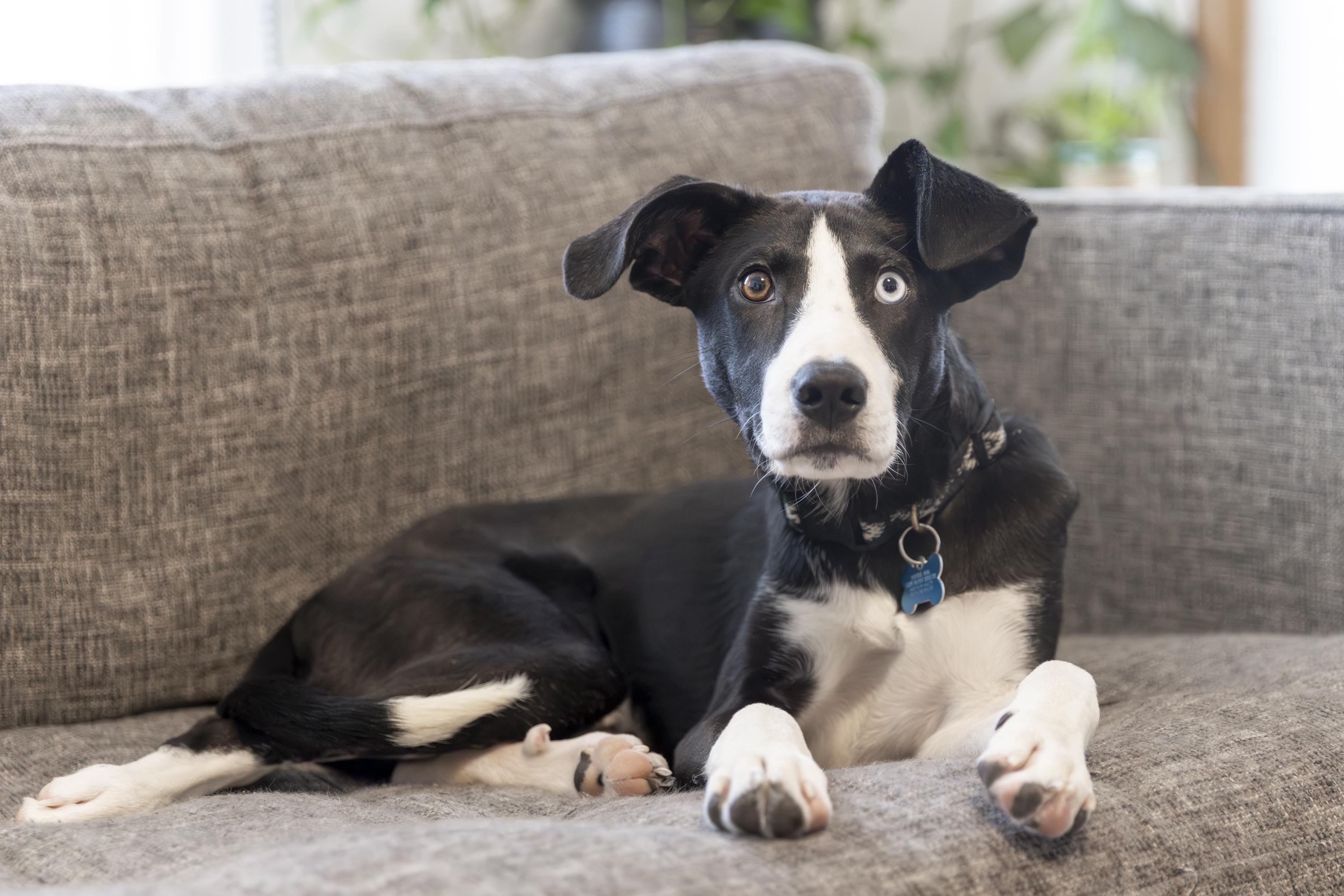 Enlarge Aspen, a ADOPTABLE mixed breed in Minneapolis, MN image 5/6