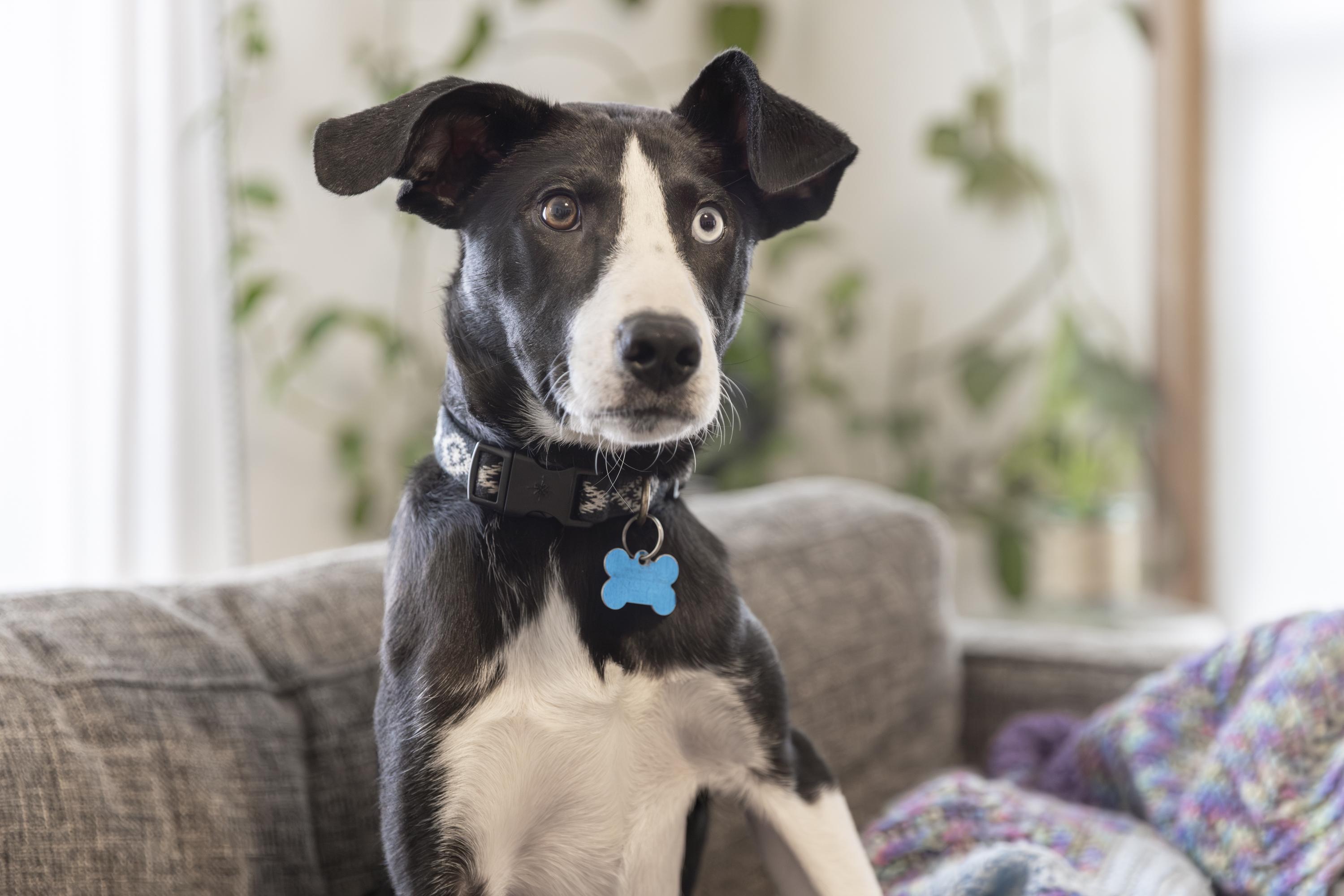 Aspen, ADOPTABLE, Puppy Male Border Collie & Shepherd.