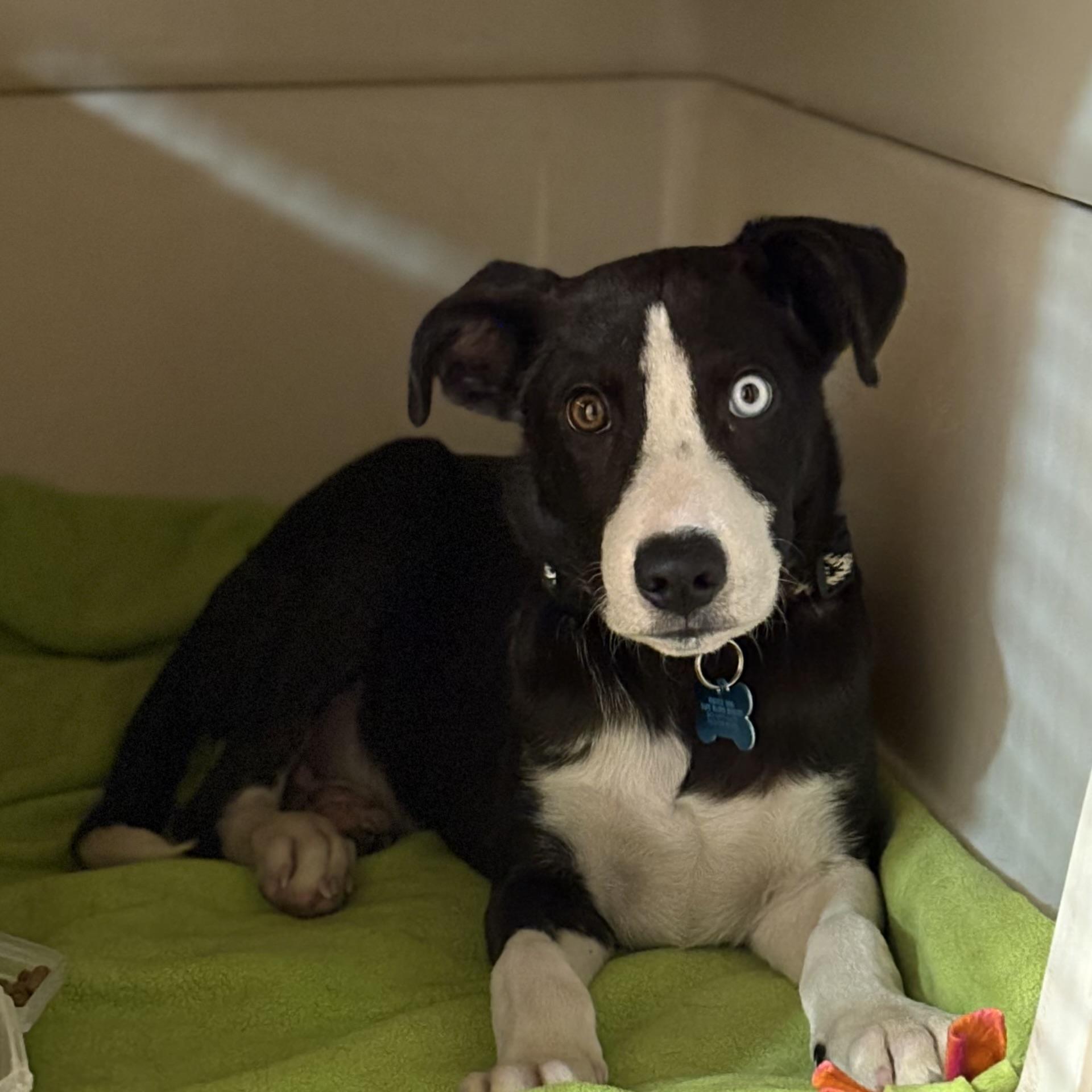Aspen, a ADOPTABLE mixed breed in Minneapolis, MN image 2/4