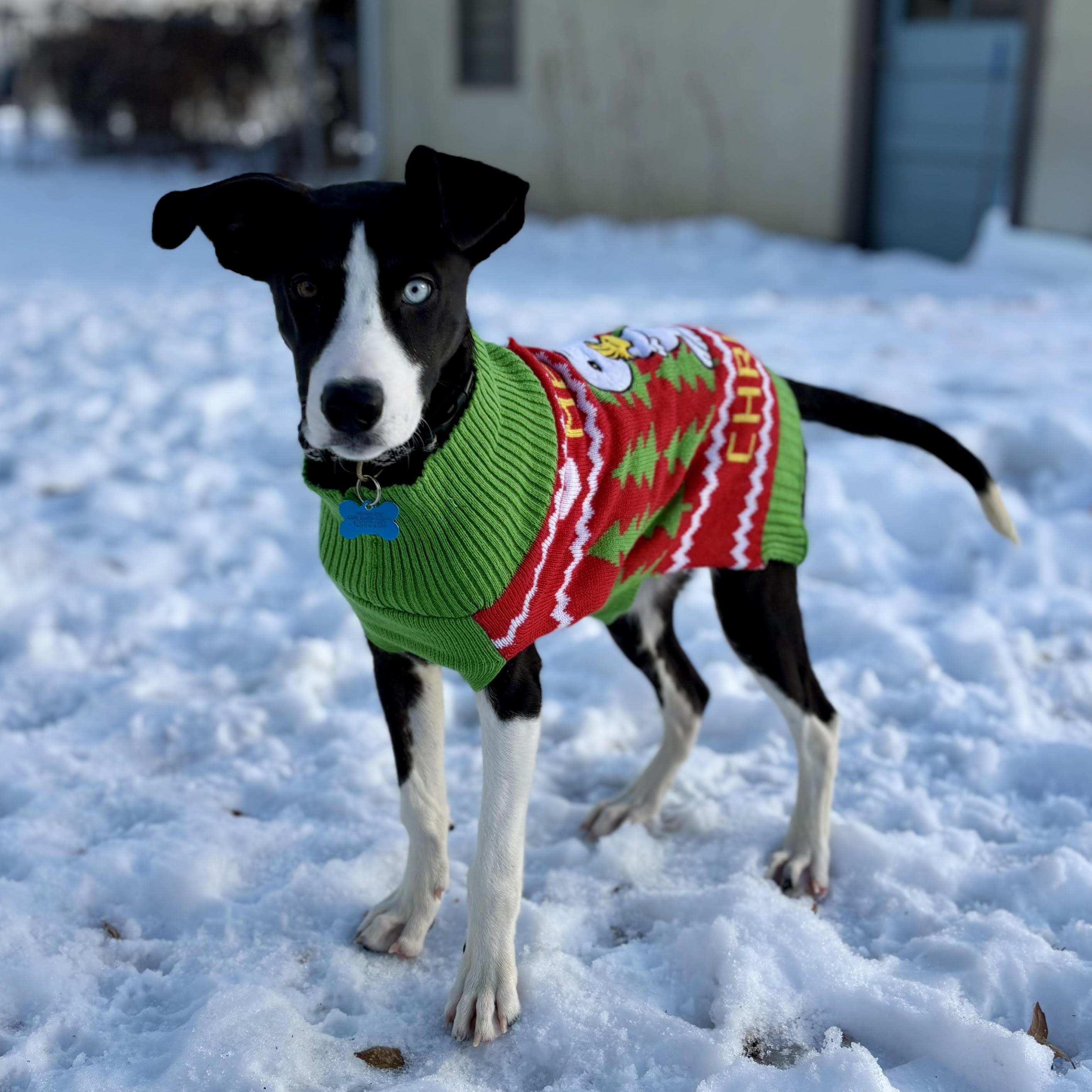 Enlarge Aspen, a ADOPTABLE mixed breed in Minneapolis, MN image 2/6