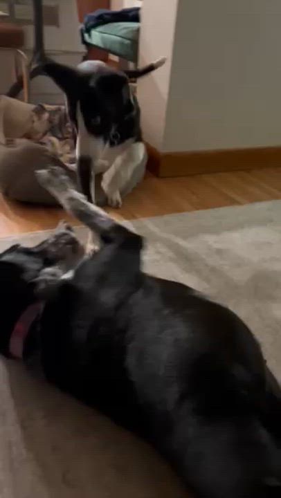 Enlarge Aspen, a ADOPTABLE mixed breed in Minneapolis, MN video 4/4