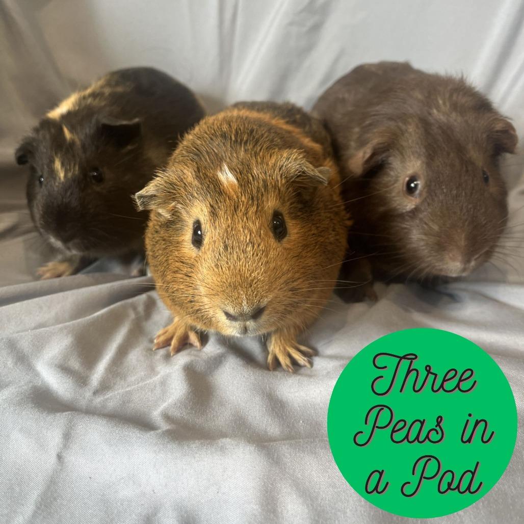 Weezer, Adoptable, Young Male Guinea Pig.