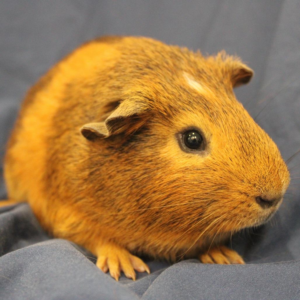 Enlarge Weezer, a Adoptable Guinea Pig in Champaign, IL image 2/4