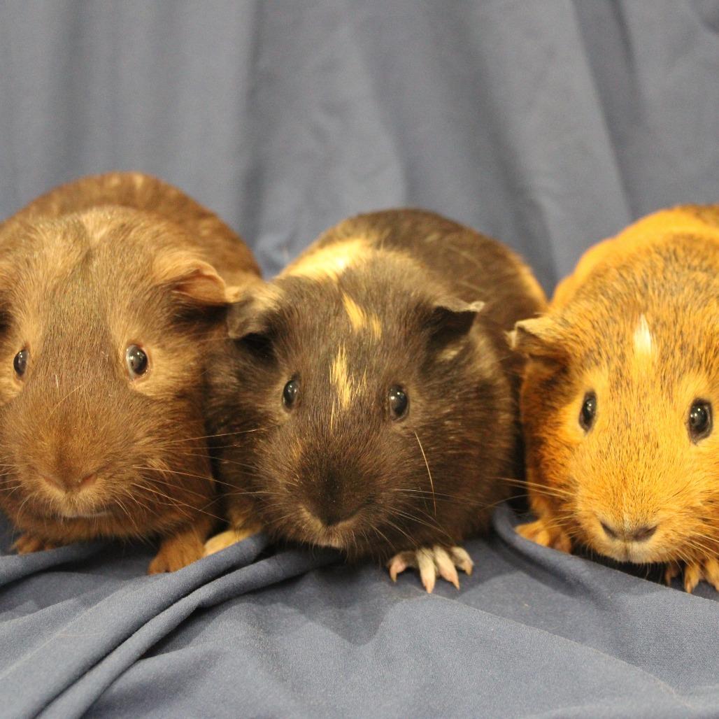 Enlarge Weezer, a Adoptable Guinea Pig in Champaign, IL image 3/4