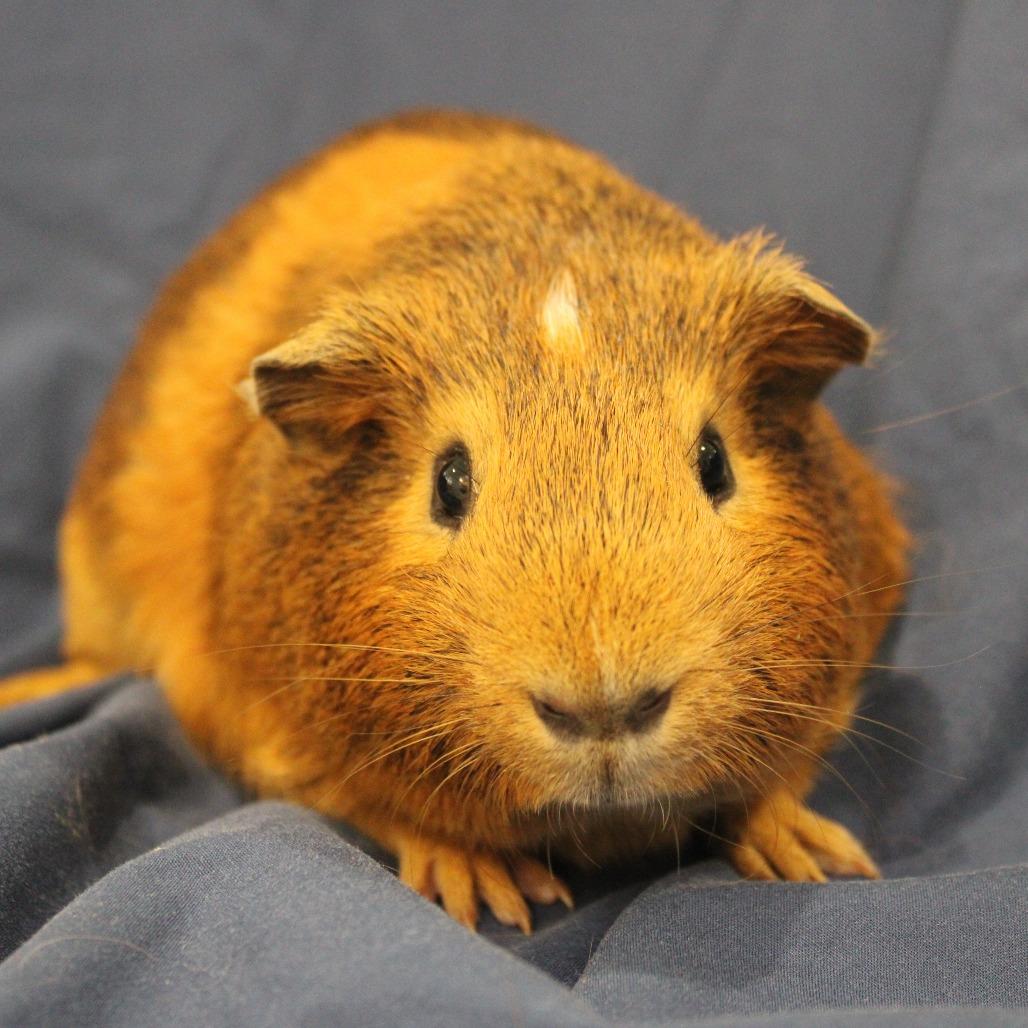 Enlarge Weezer, a Adoptable Guinea Pig in Champaign, IL image 4/4