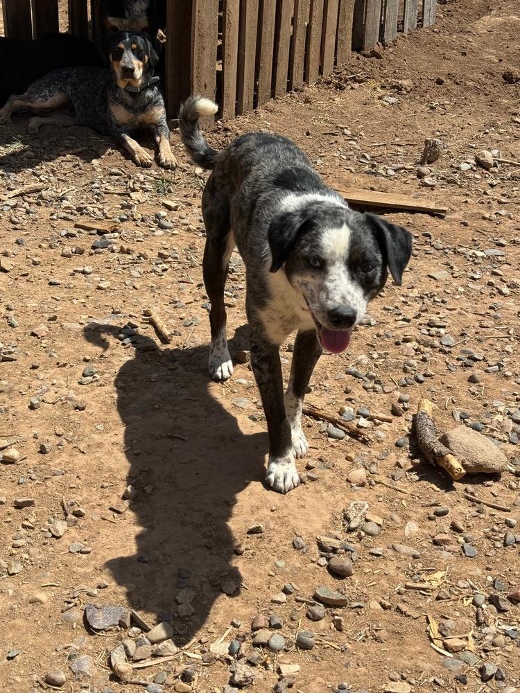 Wonton, Adoptable, Adult Male Australian Cattle Dog / Blue Heeler.