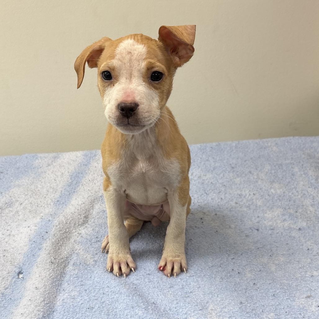 Seahorse, Adoptable, Puppy Female Terrier & Mixed Breed.