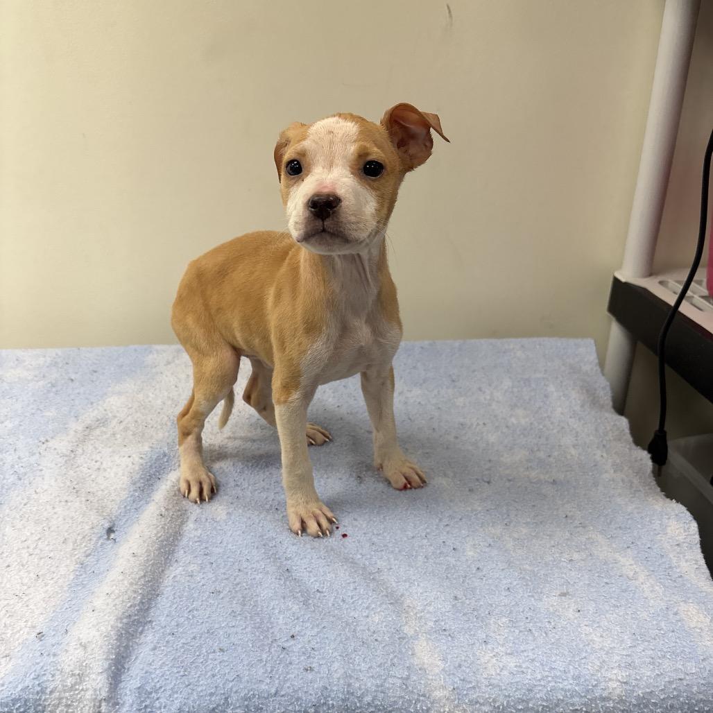 Seahorse, a Adoptable mixed breed in Galax, VA image 2/2
