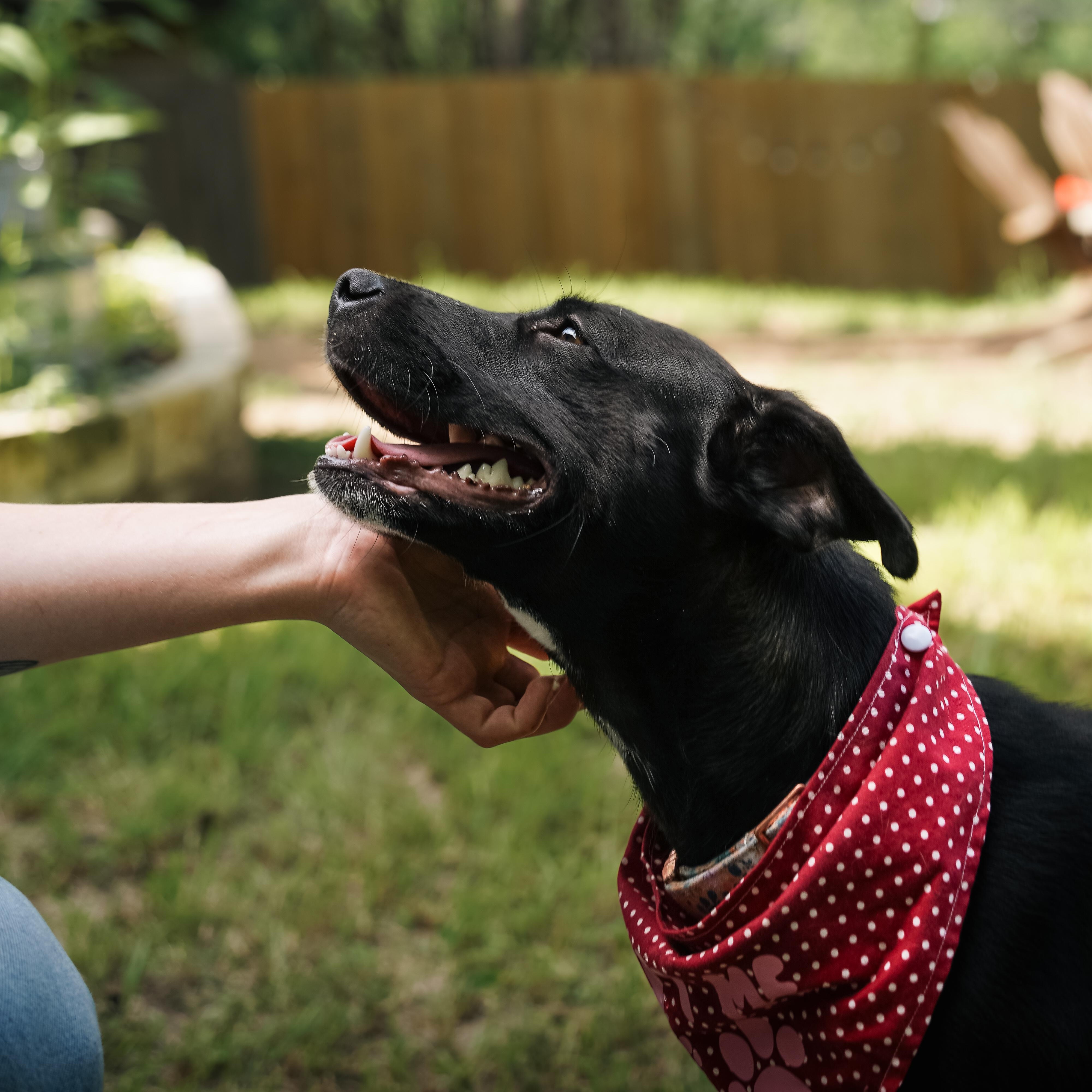 Momma Carly, a Adoptable mixed breed in Portland, OR image 4/5