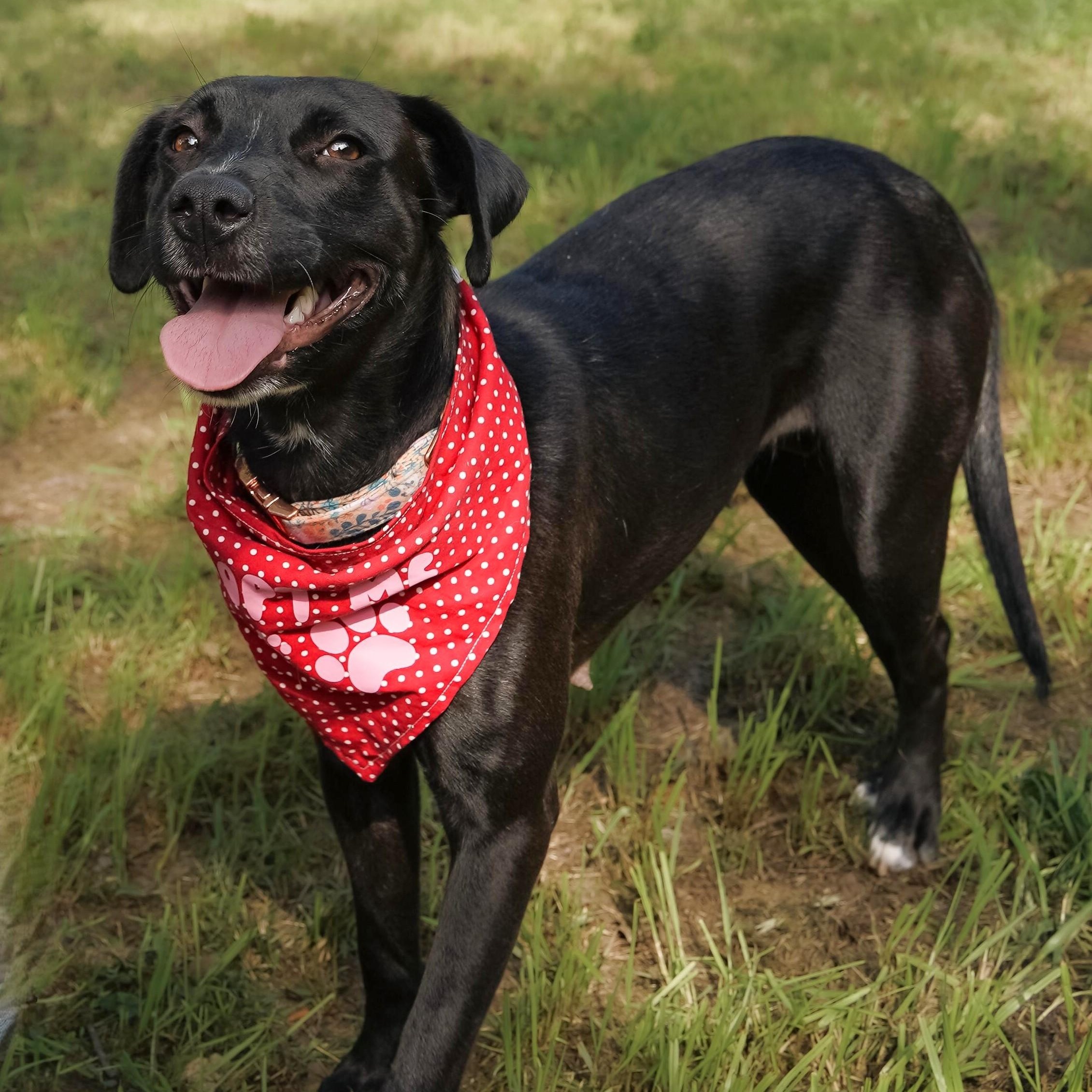 Momma Carly, a Adoptable mixed breed in Portland, OR image 5/5