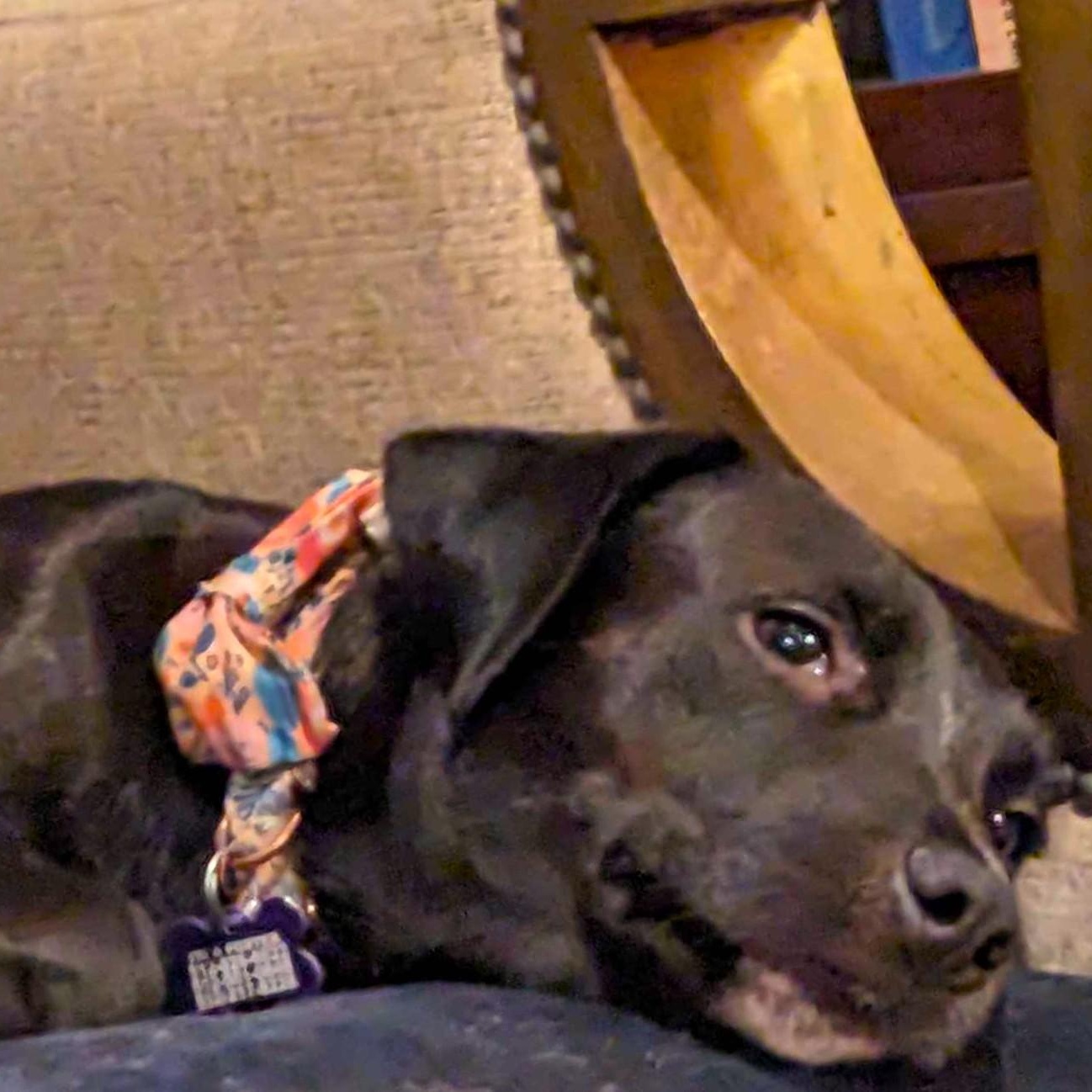 Momma Carly, a Adoptable mixed breed in Portland, OR image 3/5