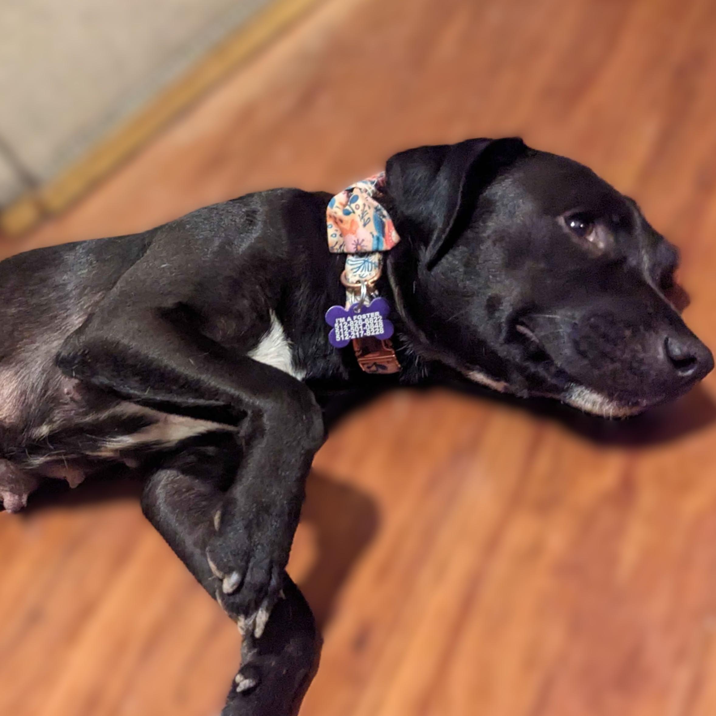 Momma Carly, a Adoptable mixed breed in Portland, OR image 2/5